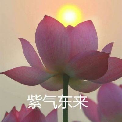 吃鸡生存赛最新版下载
